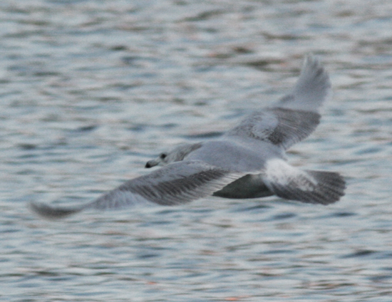 heidmafur17112013